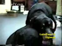 Black mutt finds a fresh playmate